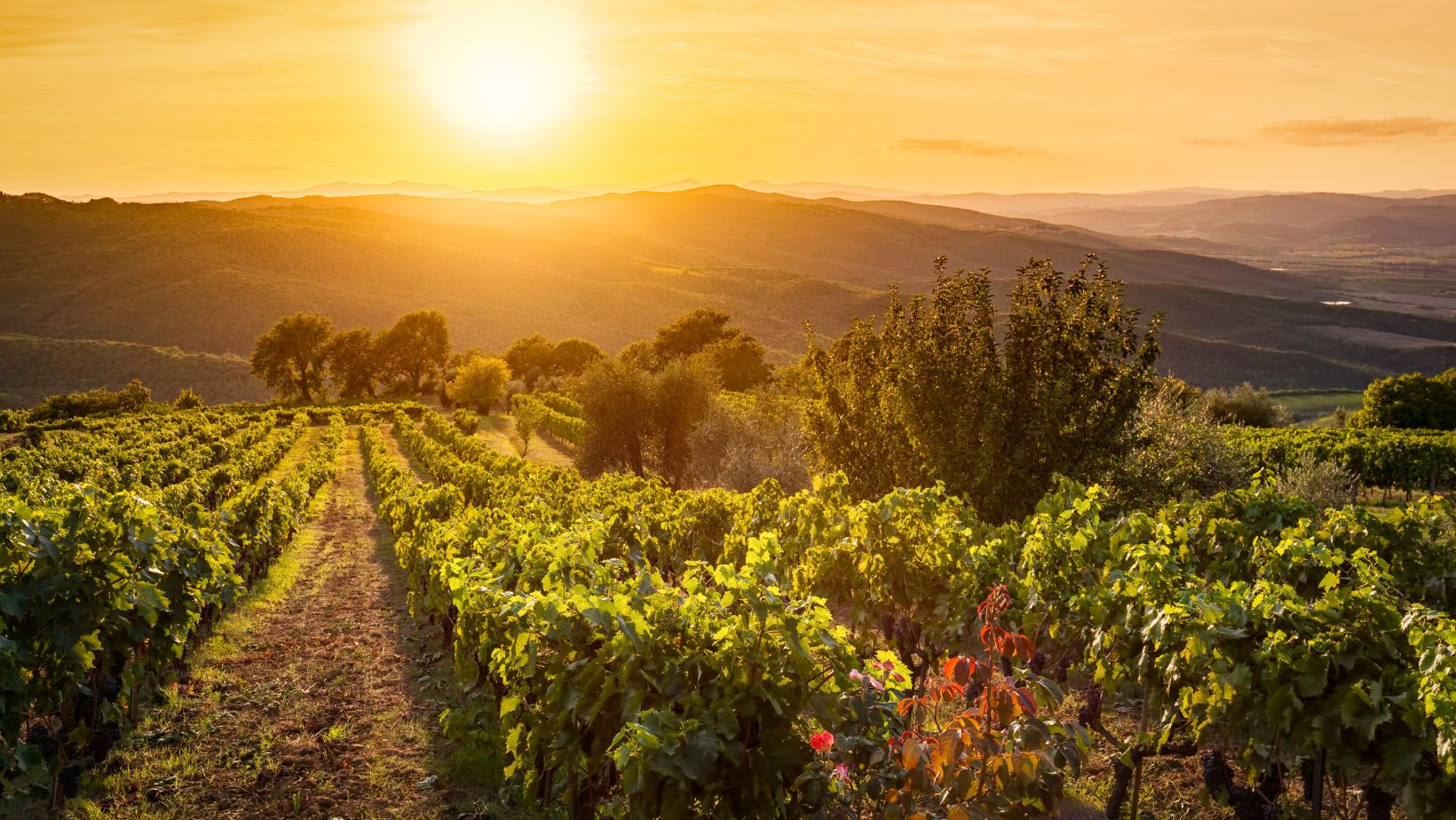 Castello di Ama – Ein Juwel der Toskana