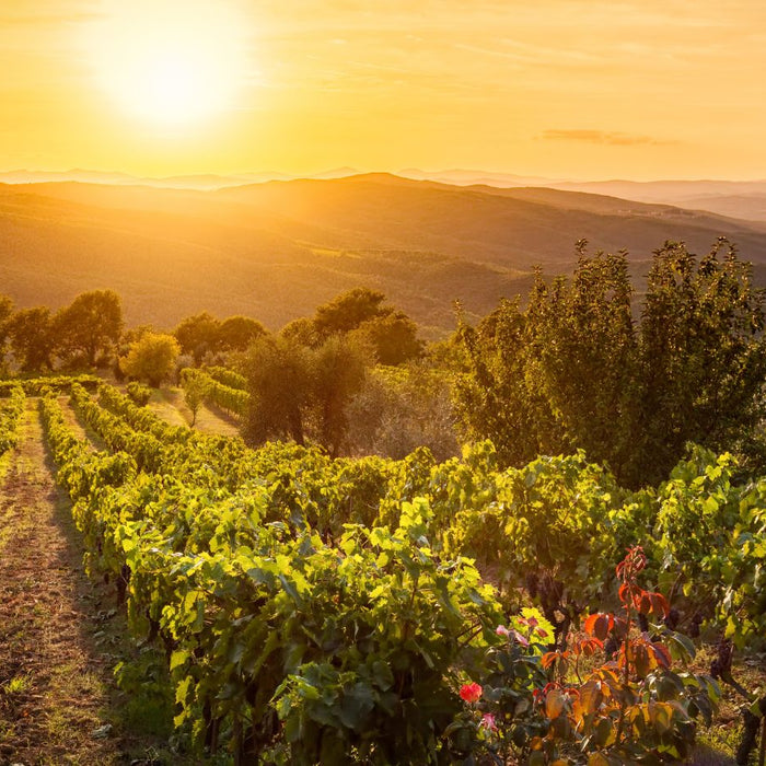 Castello di Ama – Ein Juwel der Toskana